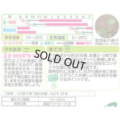 画像2: 送料無料　花の種　パンジー　フローラルデイズクールサマーブリーズ　小袋（約30粒）タキイ種苗（株）NL200