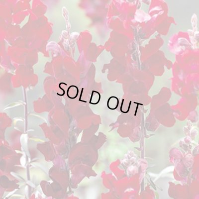 画像3: 送料無料　花の種　金魚草　ブラックプリンス　　小袋（約120粒）タキイ種苗（株）NL200