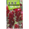 送料無料　花の種　金魚草　ブラックプリンス　　小袋（約120粒）タキイ種苗（株）NL200