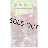 送料無料　花の種　金魚草　ブラックプリンス　　小袋（約120粒）タキイ種苗（株）NL200