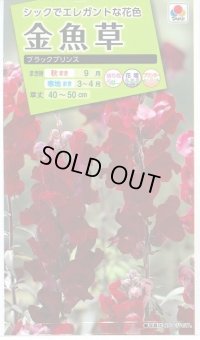 送料無料　花の種　金魚草　ブラックプリンス　　小袋（約120粒）タキイ種苗（株）NL200