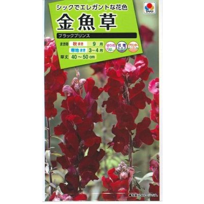 画像1: 送料無料　花の種　金魚草　ブラックプリンス　　小袋（約120粒）タキイ種苗（株）NL200