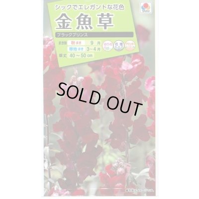 画像1: 送料無料　花の種　金魚草　ブラックプリンス　　小袋（約120粒）タキイ種苗（株）NL200