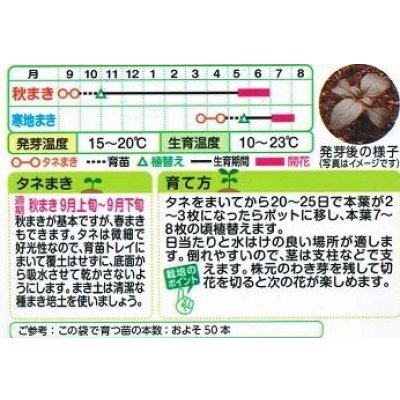 画像2: 送料無料　花の種　金魚草　ブラックプリンス　　小袋（約120粒）タキイ種苗（株）NL200