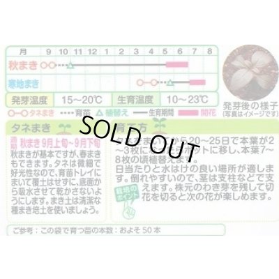 画像2: 送料無料　花の種　金魚草　ブラックプリンス　　小袋（約120粒）タキイ種苗（株）NL200