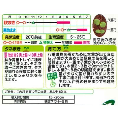 画像2: 送料無料　花の種　ストック　クリスマス混合　小袋（約120粒）タキイ種苗（株）NL200