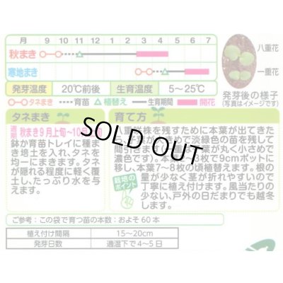 画像2: 送料無料　花の種　ストック　クリスマス混合　小袋（約120粒）タキイ種苗（株）NL200