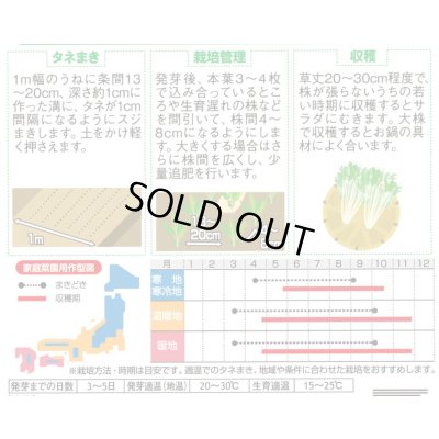 画像2: 送料無料　[葉物]　水菜　鍋物バッチリ水菜　水天２号　（株）サカタのタネ　実咲250（203246）
