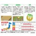 画像2: 送料無料　[葉物]　水菜　鍋物バッチリ水菜　水天２号　（株）サカタのタネ　実咲250（203246） (2)