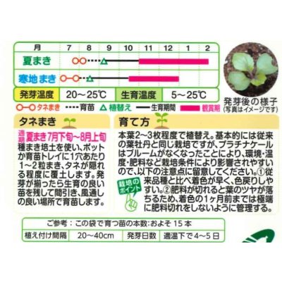 画像3: 送料無料　花の種　葉牡丹　クリスタルワイン＆バニラ　小袋（約20粒）タキイ種苗（株）NL300