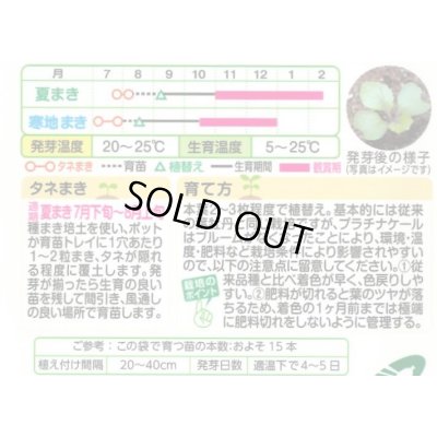 画像3: 送料無料　花の種　葉牡丹　クリスタルワイン＆バニラ　小袋（約20粒）タキイ種苗（株）NL300