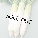 送料無料　[大根]　夏秋自慢　約125粒　実咲450（203249）　(株)サカタのタネ
