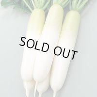 送料無料　[大根]　夏秋自慢　約125粒　実咲450（203249）　(株)サカタのタネ