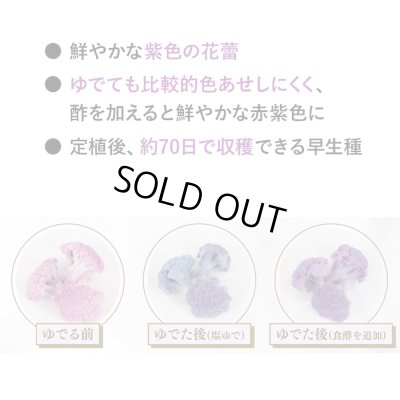 画像7: 送料無料　[カリフラワー]　オーナメントパープル（約25粒）　実咲450（203244） (株)サカタのタネ