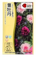 送料無料　花の種　葉牡丹　クリスタルワイン＆バニラ　小袋（約20粒）タキイ種苗（株）NL300