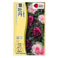 送料無料　花の種　葉牡丹　クリスタルワイン＆バニラ　小袋（約20粒）タキイ種苗（株）NL300