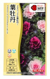 送料無料　花の種　葉牡丹　クリスタルワイン＆バニラ　小袋（約20粒）タキイ種苗（株）NL300