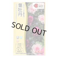 送料無料　花の種　葉牡丹　クリスタルワイン＆バニラ　小袋（約20粒）タキイ種苗（株）NL300