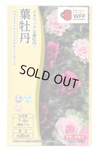 送料無料　花の種　葉牡丹　クリスタルワイン＆バニラ　小袋（約20粒）タキイ種苗（株）NL300