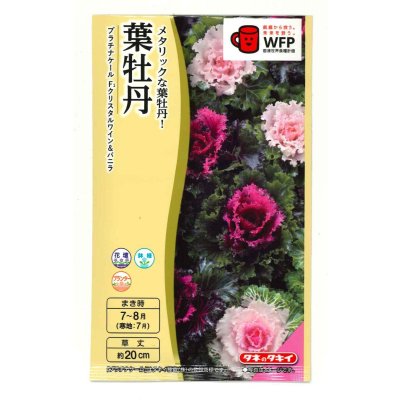 画像1: 送料無料　花の種　葉牡丹　クリスタルワイン＆バニラ　小袋（約20粒）タキイ種苗（株）NL300