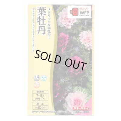 画像1: 送料無料　花の種　葉牡丹　クリスタルワイン＆バニラ　小袋（約20粒）タキイ種苗（株）NL300