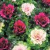 画像2: 送料無料　花の種　葉牡丹　クリスタルワイン＆バニラ　小袋（約20粒）タキイ種苗（株）NL300 (2)