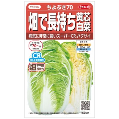 画像1: 送料無料　[白菜]　ちよぶき70　約110粒　（株）サカタのタネ　実咲450（003426）