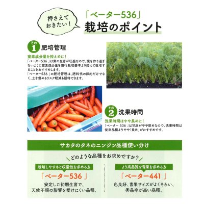 画像2: 送料無料[人参]　ベーター536　ペレット1万粒　（株）サカタのタネ