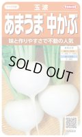 送料無料　[かぶ]　玉波　約900粒　（株）サカタのタネ　実咲450（003099）