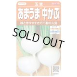 送料無料　[かぶ]　玉波　約900粒　（株）サカタのタネ　実咲450（003099）