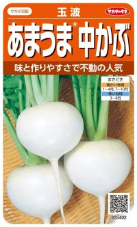 送料無料　[かぶ]　玉波　約900粒　（株）サカタのタネ　実咲450（003099）