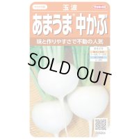 送料無料　[かぶ]　玉波　約900粒　（株）サカタのタネ　実咲450（003099）