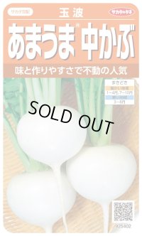 送料無料　[かぶ]　玉波　約900粒　（株）サカタのタネ　実咲450（003099）