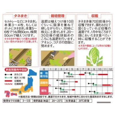 画像3: 送料無料　[白菜]　ちよぶき70　約110粒　（株）サカタのタネ　実咲450（003426）