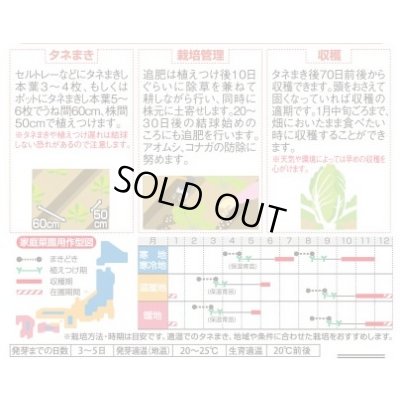 画像3: 送料無料　[白菜]　ちよぶき70　約110粒　（株）サカタのタネ　実咲450（003426）