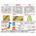 画像3: 送料無料　[白菜]　ちよぶき70　約110粒　（株）サカタのタネ　実咲450（003426） (3)