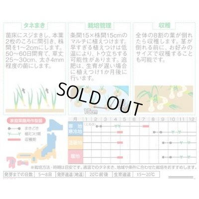 画像3: 送料無料　[たまねぎ]　ゆめたま　約250粒　（株）サカタのタネ　実咲450　（203247）