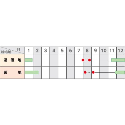 画像4: 送料無料[人参]　ベーター536　ペレット1万粒　（株）サカタのタネ