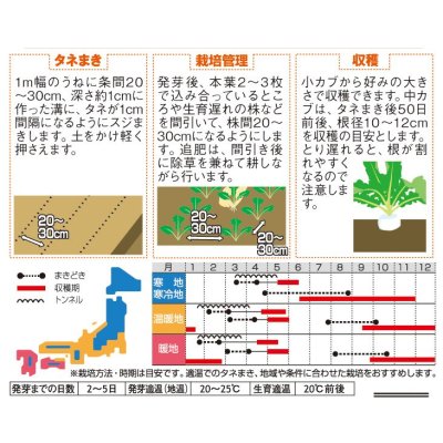 画像2: 送料無料　[かぶ]　玉波　約900粒　（株）サカタのタネ　実咲450（003099）