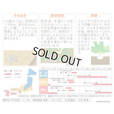 画像2: 送料無料　[かぶ]　玉波　約900粒　（株）サカタのタネ　実咲450（003099）