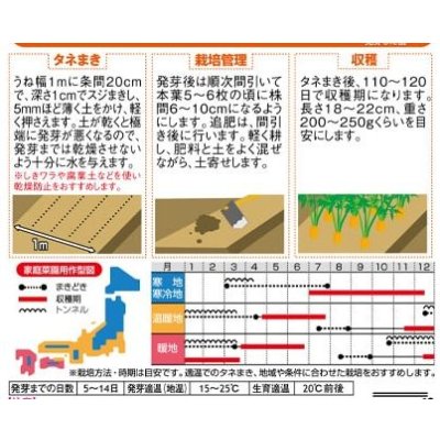 画像4: 送料無料　[人参]　濱美人　約400粒　（株）サカタのタネ　実咲450（203250）