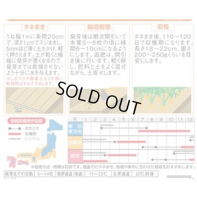 画像4: 送料無料　[人参]　濱美人　約400粒　（株）サカタのタネ　実咲450