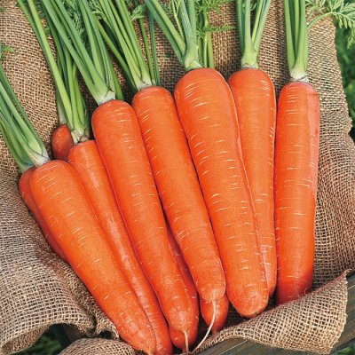 画像2: 送料無料　[人参]　濱美人　約400粒　（株）サカタのタネ　実咲450（203250）