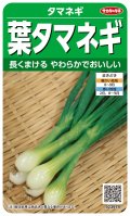 送料無料　[たまねぎ]　葉タマネギ　　約180粒　　（株）サカタのタネ　実咲350（203248）