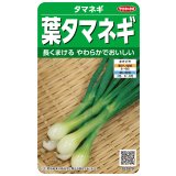 送料無料　[たまねぎ]　葉タマネギ　　約180粒　　（株）サカタのタネ　実咲350（203248）