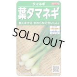 送料無料　[たまねぎ]　葉タマネギ　　約180粒　　（株）サカタのタネ　実咲350（203248）