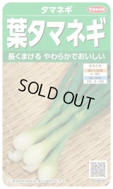 送料無料　[たまねぎ]　葉タマネギ　　約180粒　　（株）サカタのタネ　実咲350（203248）