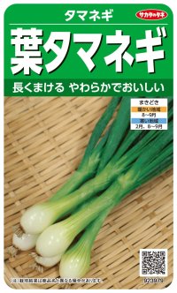 送料無料　[たまねぎ]　葉タマネギ　　約180粒　　（株）サカタのタネ　実咲350（203248）