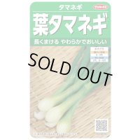 送料無料　[たまねぎ]　葉タマネギ　　約180粒　　（株）サカタのタネ　実咲350（203248）