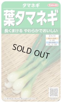 送料無料　[たまねぎ]　葉タマネギ　　約180粒　　（株）サカタのタネ　実咲350（203248）